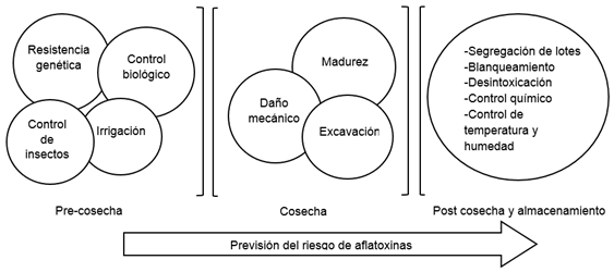 Manejo de maní antes y después de la cosecha para minimizar la contaminación
por aflatoxinas (Torres et al., 2014)
