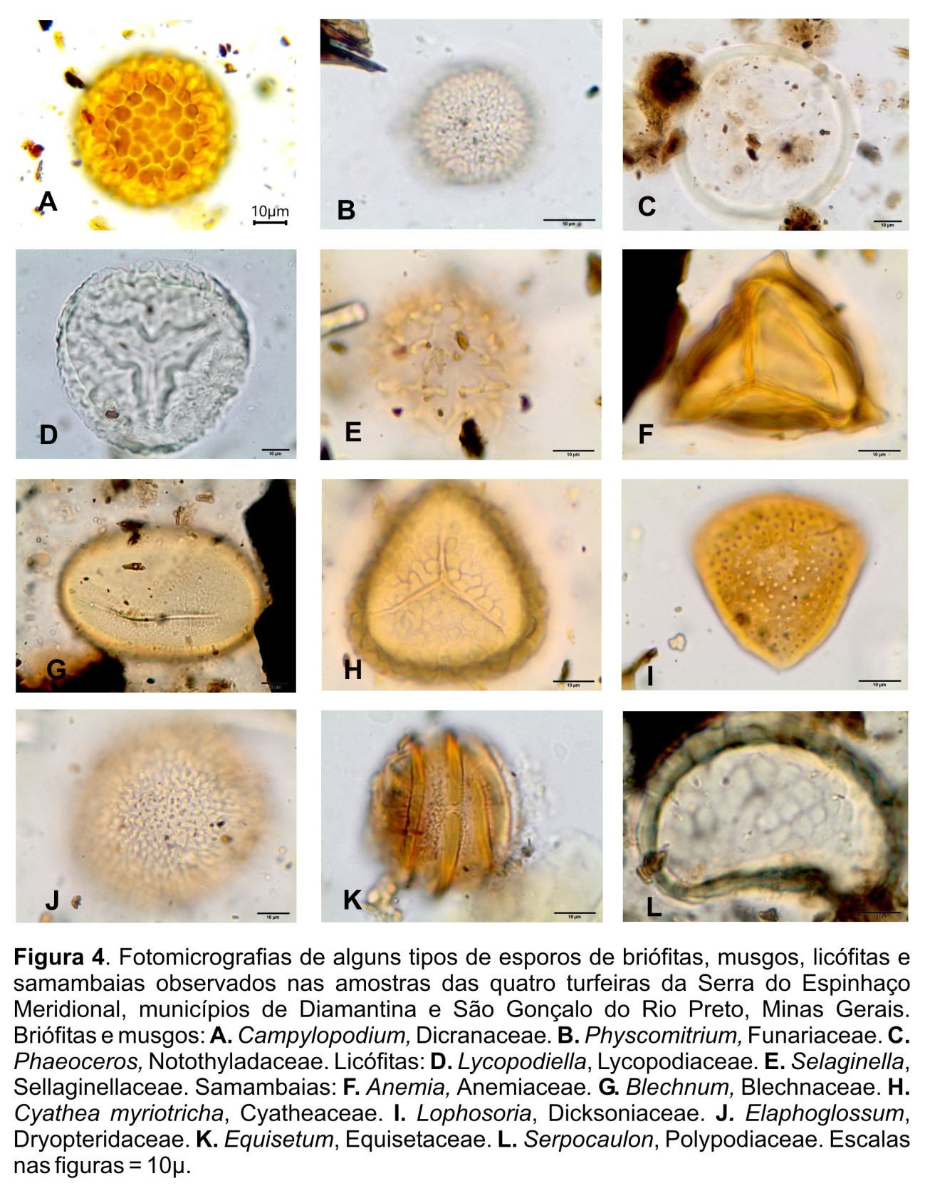 Cenários do passado: reconstituição milenar da vegetação de Cerrado com  base em grãos de pólen e outros microfósseis em turfeiras da Serra do  Espinhaço Meridional