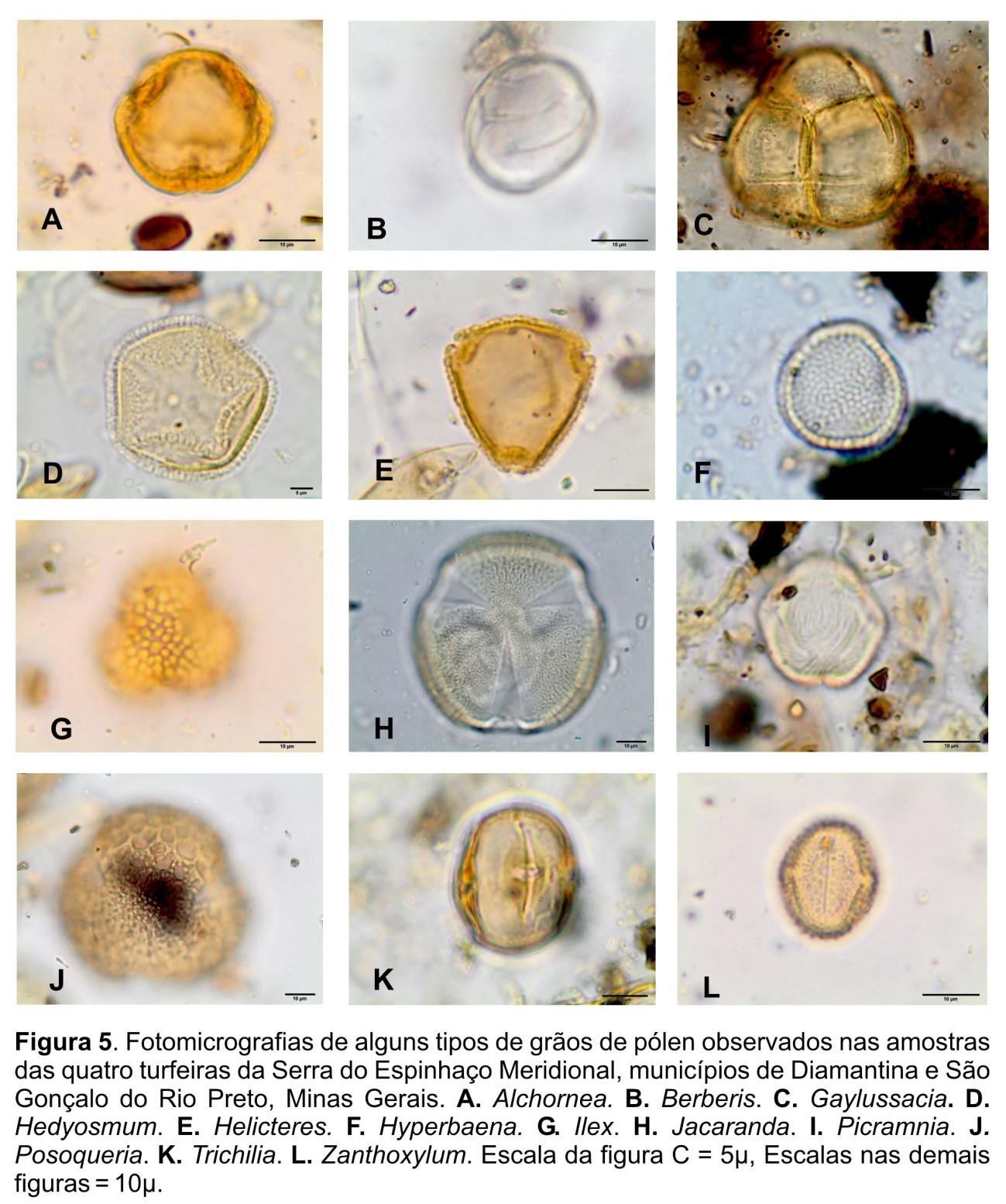 Cenários do passado: reconstituição milenar da vegetação de Cerrado com  base em grãos de pólen e outros microfósseis em turfeiras da Serra do  Espinhaço Meridional