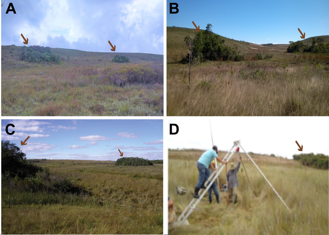 Cenários do passado: reconstituição milenar da vegetação de Cerrado com  base em grãos de pólen e outros microfósseis em turfeiras da Serra do  Espinhaço Meridional