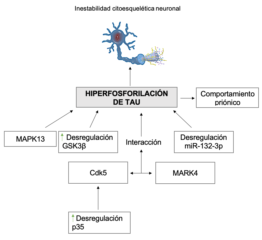 Figura 1. Mecanismos de hiperfosforilación
de tau e inestabilidad citoesquelética neuronal.