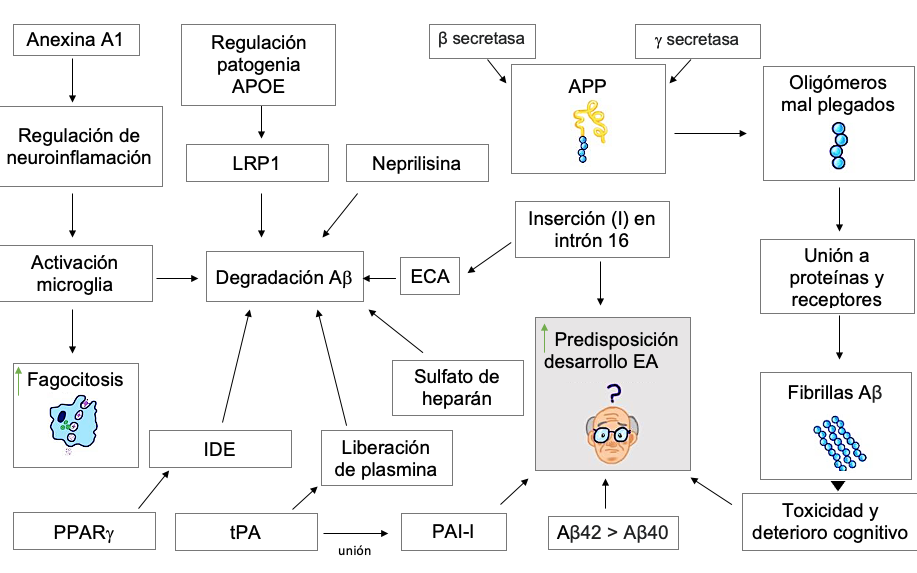 Figura 2.
Mecanismo de participación del péptido amiloide (Aß)
en el desarrollo de la E