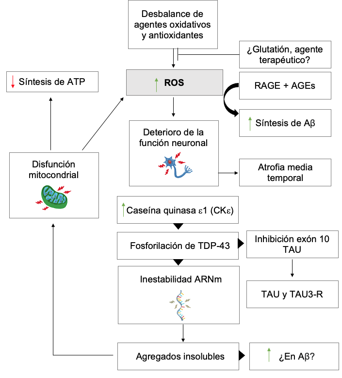 Figura 3.
Mecanismo de participación del estrés oxidativo en el desarrollo de la EA
