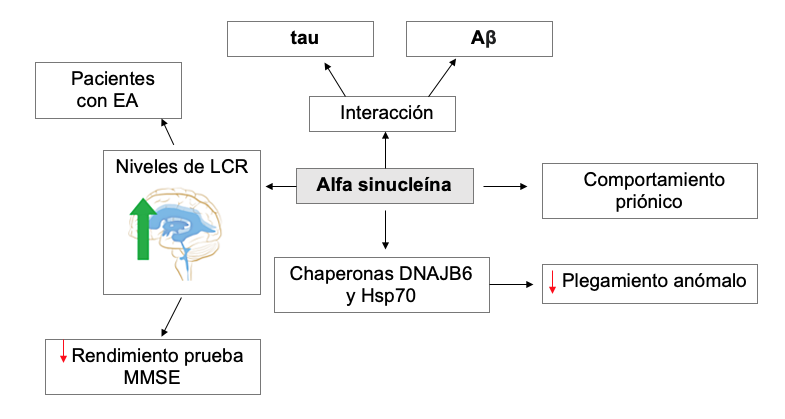 Figura 5. Mecanismo
de participación de la alfa sinucleína en el
desarrollo de la EA