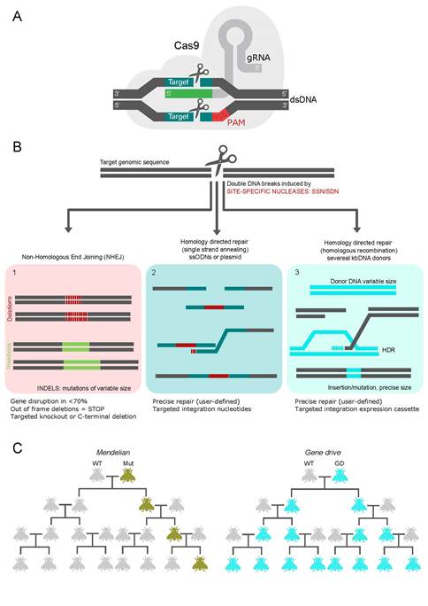 Main outcomes of genomeediting by CRISPRCas9 A Targetspecific single guide RNA sgRNA in green form a complex with the endonuclease CRISPRassociated protein 9 Cas9 in gray and upon recognition of a DNA sequence complementary to the sgRNA just before a 5’end recognition PAM sequence NGG where N is any nucleotide the Cas9 promotes doublestrand breaks DSB in doublestranded DNA dsDNA 34 nt 5’ of the PAM B DSBs repair pathways triggered by genespecific nuclease In 1 a mutation is generated a gene is inactivated Quasirandom mutation at the target site indistinguishable from the natural mutation no DNA fragments are left in the final product In 2 a targeted nucleotide change edits a gene using a small DNA template sequence In 3 a DNA fragment is inserted The transferred fragment can be recognized and additional DNA fragments remain in the final products C Genealogies comparing the spread of genetic changes or mutations as expected by the Mendelian leftmost and gene drive rightmost inheritance mechanisms