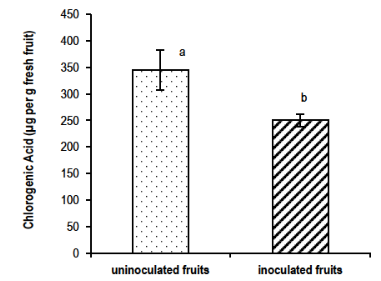 Content µg per g fresh fruit of chlorogenic acid in the skin of inoculated and noninoculated fruits Flordaking