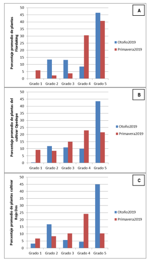 Comparación del grado de severidad en lotes de duraznero del cultivar Flordaking A Opedepe B y Rojo Dos C afectados por el fitoplasma arpy