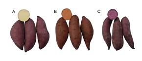 Pictures used in the study Yellowfleshed sweet potato A Orangefleshed sweet potato B and Purplefleshed sweet potato C