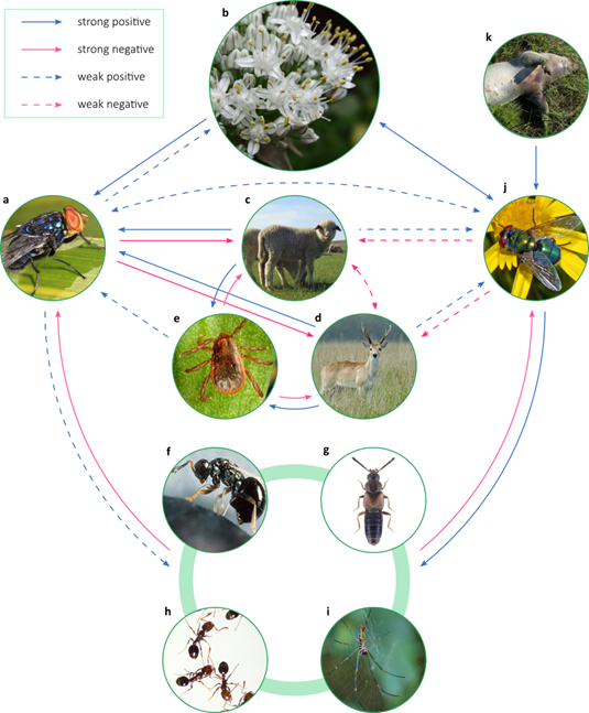 Conceptual synthesis of the NWS fly ecological
interactions network obtained from literature review. Strong effects are those
that may play an important role in regulating the interaction partner of a
species. The images contain representative examples of assemblages of species
that interact with the NWS fly. a:Cochliomyia hominivorax; b: pollinated plants (Allium cepa); c: domestic hosts (Ovis orientalis aries); d: wild hosts (Ozotoceros bezoarticus); e: ectoparasites that facilitate myiasis (Rhipicephalus sanguineus); f-i:
parasitoids and predators; f:
parasitoid microhymenoptera (Nasonia vitripennis); g: predatory staphylinid beetles (Atheta coriaria); h: predatory ants (Solenopsis invicta); i: predatory spiders (Nephila
clavipes); j:
commensal and mutualistic dipterans (Chrysomya albiceps); k:
decomposing tetrapod animals (Sus scrofa
domestica). 