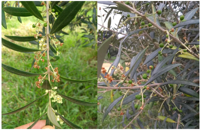 Asynchrony
in flower/fruit development. Chapecó, Brazil, September 2020