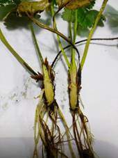 Symptomatic crown and root from cv “INIA Guapa” after inoculation with D. novozelandica