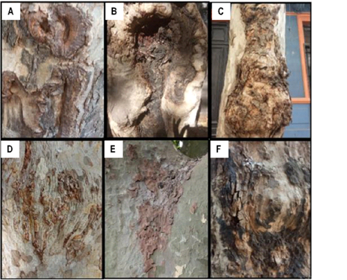 Recorded symptoms. Cankers (A, B); stretch marks and
hypertrophies (C); stretch marks (D) reddish bark (E); black bark (F)