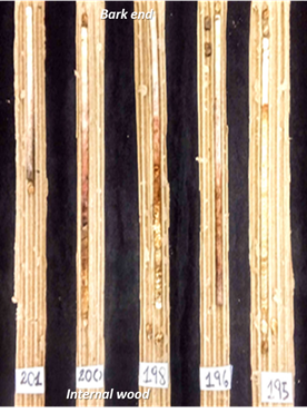 Wood samples with rot with
pinkish and greyish coloration