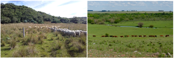 Livestock landscapes from northern Uruguay