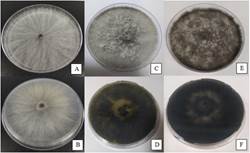 Isolate colony of N.
parvum. on the front and back of the plate in PDA medium after 3 (A-B), 8
(C-D) and 16 (E-F) days of incubation