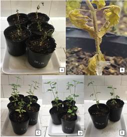 Plants
inoculated with Migues 1 isolate of N. parvum showing generalized
necrosis (A), plant with pycnidia on stem wounds (B), healthy control plants (C-E)