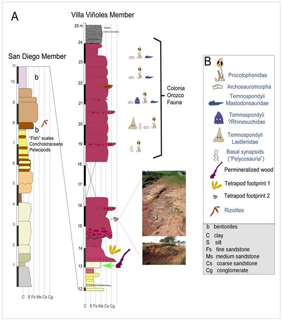 Simplified stratigraphic profile of the
Middle-Late Permian Yaguarí Formation sensu Elizalde et al., 1970, showing the
relative position of the fossils yielded by these deposits (San Diego and Villa
Viñoles members), including that of the
permineralized wood and the tetrapod footprints described herein. Photographs
show the convolute sedimentary structures present in the site where the first
small footprint was found. From Ernesto and others(19), modified.