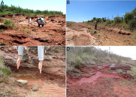 Intraformational conglomerates of the Yaguarí-Buena
Vista sequence (Middle-Late Permian, Uruguay). A. A typical outcrop of the
Buena Vista Formation preserving fossiliferous intra-conglomerates. B. The same
site shown in A after the loss of conglomerates by mechanical destruction using
caterpillars. C and D represent outcrops assigned to the upper Villa Viñoles Member of the Yaguarí
Formation with unfossiliferous conglomerate levels
and absence of them, respectively