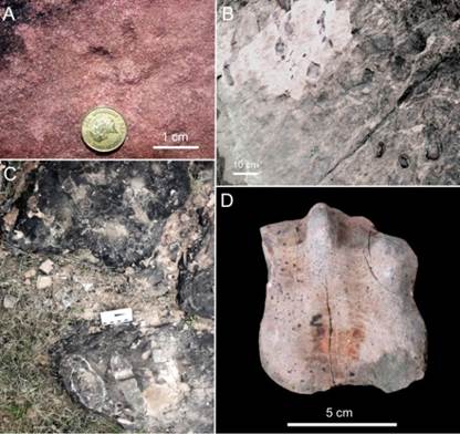 Tetrapod footprints from the lower Villa Viñoles
Member. A. cf. Capitosauroides isp. Isolated right footprint, concave epirelief.
B-C. cf. Karoopes isp.
Isolated and incomplete tracks, concave epirelief. D.
cf. Pachypes isp.
Isolated right pes footprint, convex hyporelief