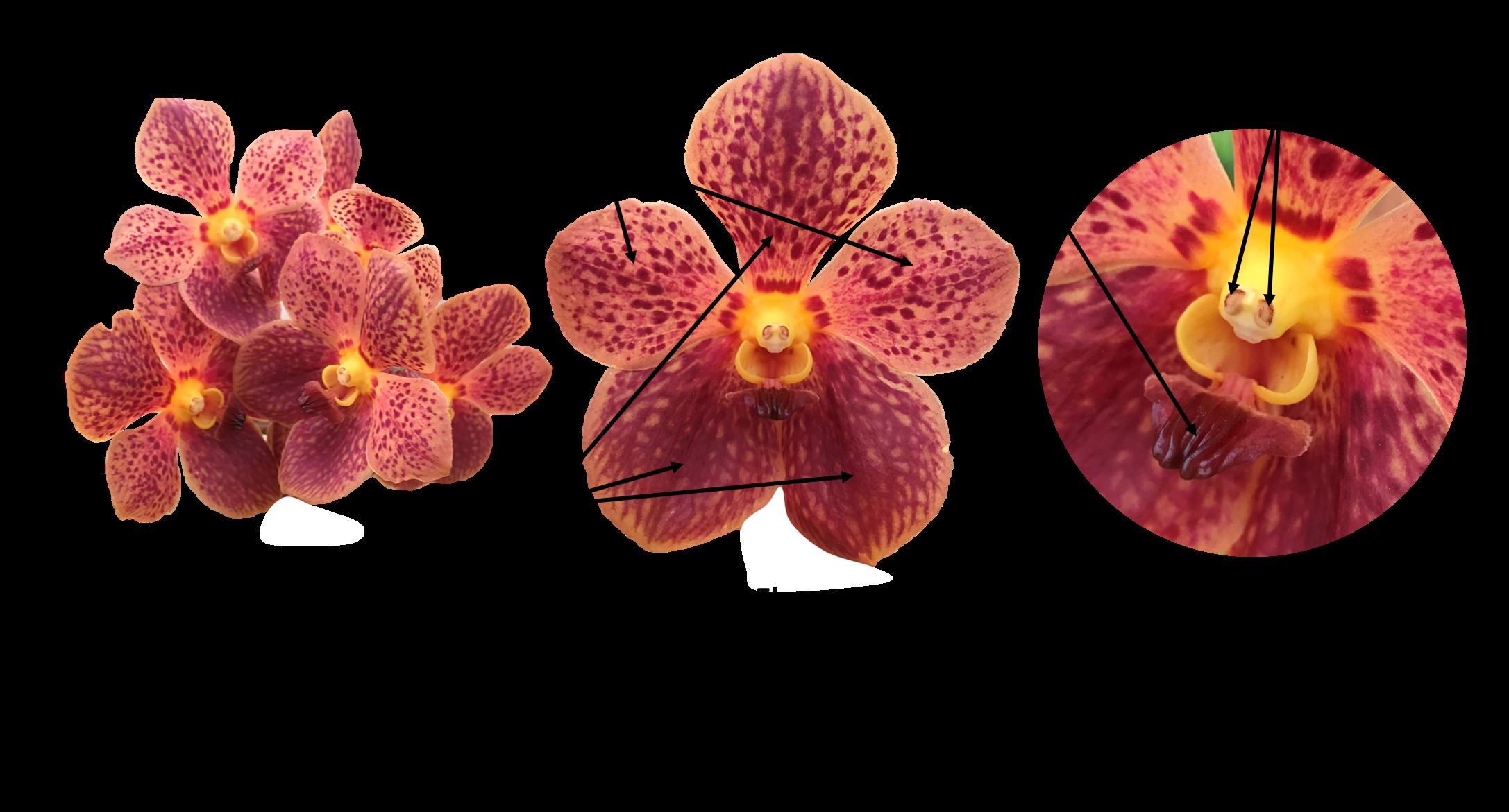 Inflorescencia y estructuras florales en una flor de una
orquídea del género Vanda. / Inflorescence and
floral structures in a flower of an orchid of the genus Vanda.