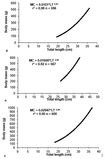 Relationship between total length and
body mass of three species of the Family Scianidae: (a) Cynoscion albus, (b) Menticirrhus
elongatus and (c) Stellifer imiceps, in
the Ecuadorian Pacific Ocean. Solid line = estimated body masses.