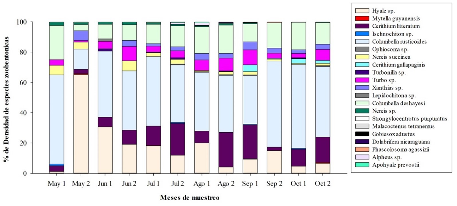 Percentage representation of the zoobenthic species
present in the months of monitoring in the intertidal zone of Barbasquillo.