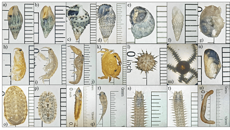 Zoobenthic species associated with Colpomenia sinuosa: a) Columbella rusticoides; b) C. deshayesi; c) Cerithium litteratum; d) C. gallapaginis; e) Turbo sp;, f) Turbonilla sp.g) Dolabrifera nicaraguana; h) Apohyale prevostii; i) Hyale sp.; j)
Alpheus sp.; k) Xanthias sp.; l) Strongylocentrotus purpuratus; m) Ophiocoma sp.; n) Mytella guyanensis; o) Ischnochiton sp.; p) Lepidochitona sp.; q) Malacoctenus tetranemus; r) Gobiesox adustus; s) Nereis sp.; t) N. succinea; u) Phascolosoma agassizii.