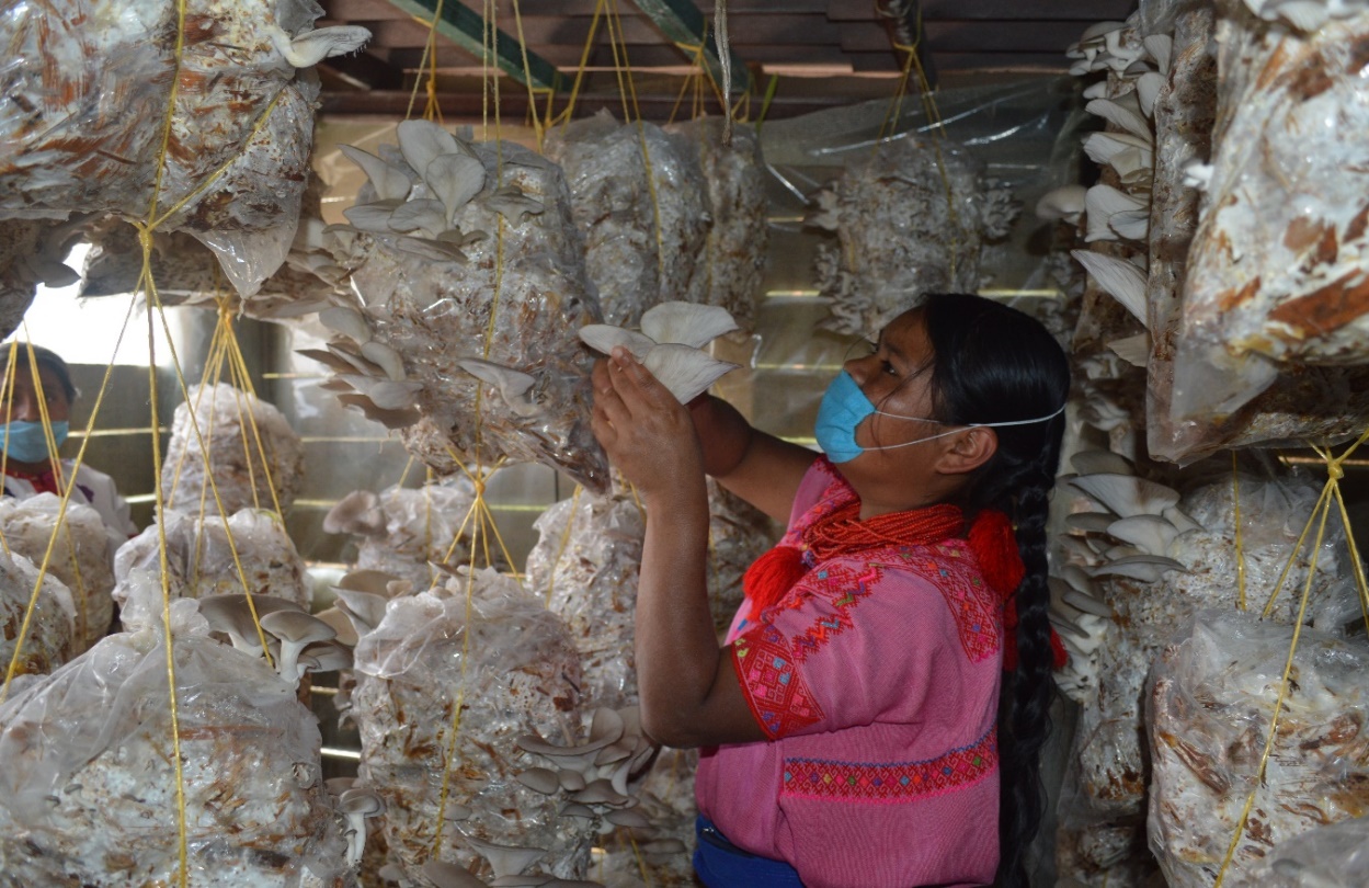 Hongos comestibles, un obsequio de la tierra, Secretaría de Agricultura y  Desarrollo Rural, Gobierno