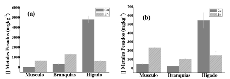 Concentración de MP en Músculo, Branquias e Hígado en la lisa M. incilis por muestreo, (a): muestreo 3, (b): muestreo 4.