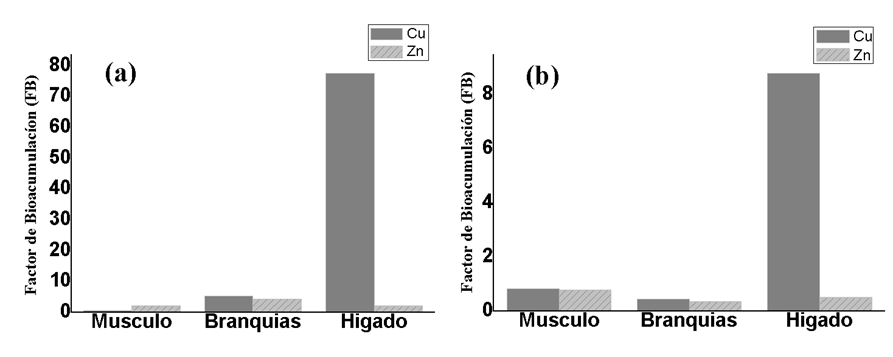 Factor de Bioacumulación del pez M. incilis en músculo, branquias e hígado, (a). muestreo 3; (b). muestreo 4.