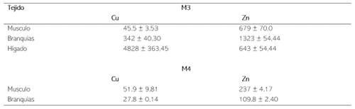 Concentración de MP en M. incilis en Músculo, Branquias e Hígado, por muestreo. Promedio ± desviación estándar.