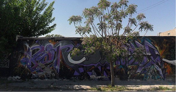 Grafitis pintados por Tala y Betone dentro de la
colonia Melchor Ocampo.