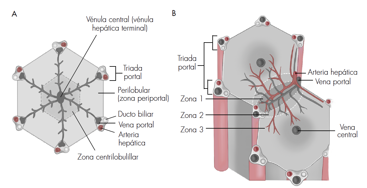 Unidad funcional del hígado. (A) El lobulillo clásico es una estructura hexagonal alrededor de una vénula central. (B) Acino hepático que se divide en 3 zonas. La zona 1 tiene los hepatocitos más cercanos a la tríada portal, en tanto que los hepatocitos de la zona 3 están cerca de la vena central. Tomado y modificado [8].