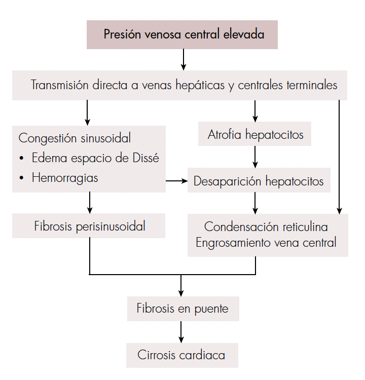 Mecanismo fisiopatológico de la injuria hepática como resultado de la hepatopatía congestiva [5].