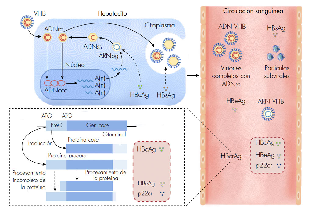 Biomarcadores Convencionales Y Emergentes En Hepatitis B