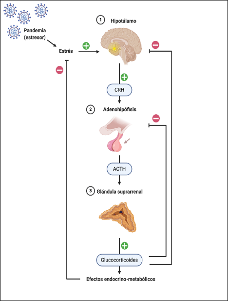 Figura 1. Respuesta al estr&eacute;s del eje hipotal&aacute;mico-hipofisiario-adrenal. La pandemia por COVID-19, causada por SARS-CoV-2, es un estresor que podr&iacute;a afectar la regulaci&oacute;n homeost&aacute;tica de este eje. CRH: hormona liberadora de corticotrofina. ACTH: hormona adrenocorticotr&oacute;fica. Figura creada con el programa Biorender.com