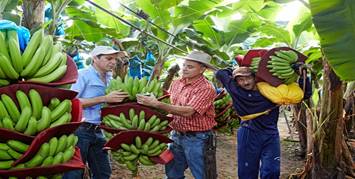 Fotografía de visita al productor bananero orgánico