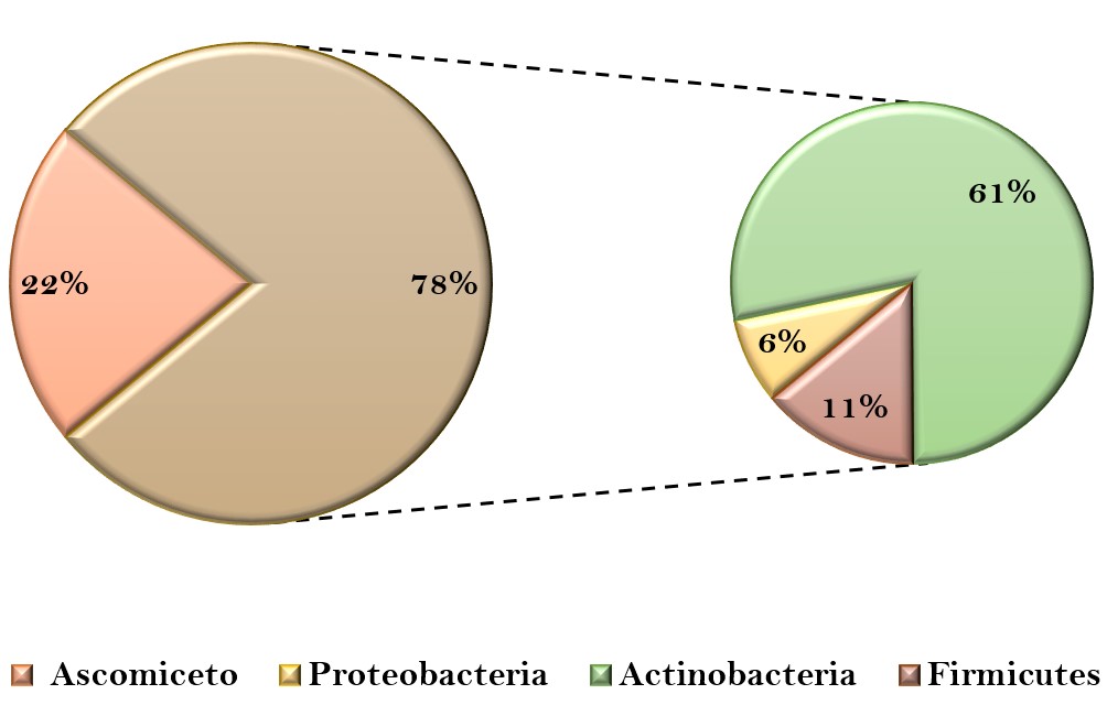 Filos de bacterias
y hongos piezófilos frecuentemente estudiados cuyos metabolitos secundarios
presentan

actividad biológica.