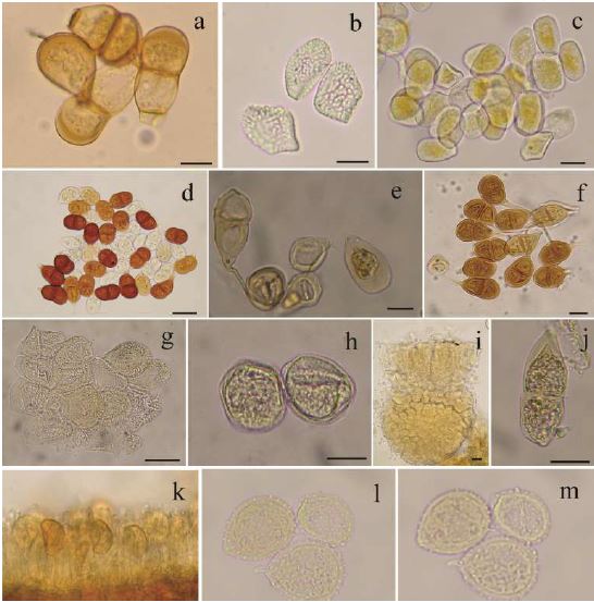 Puccinia claviformis: 