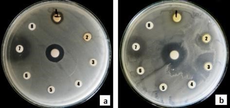 Antimicrobial
activity of extracts obtained from cell suspension cultures of T. peruviana: B. cereus (a) y S. aureus (b).