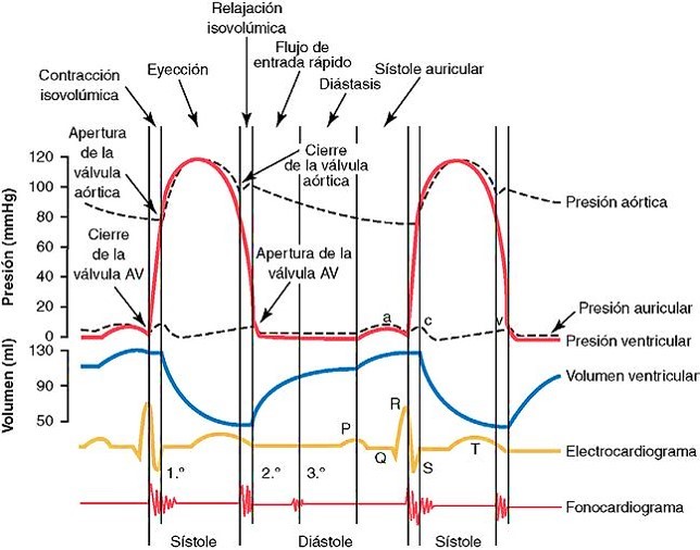 Acontecimientos del ciclo cardíaco para la función del ventrículo izquierdo,
que muestran los cambios de la presión

auricular izquierda, presión ventricular izquierda, presión
aórtica, volumen ventricular, electrocardiograma y fonocardiograma.