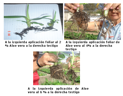 Figura 2. Comparación del enraizamiento de las posturas de plátano utilizando el
extracto de Aloe vera al 2, 4 y 6% de forma foliar.