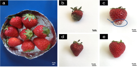 Efecto microbiano y de conservación de distintos recubrimientos en fresas
almacenadas durante 6 días a temperatura ambiente: a) Condición inicial, b)
Control, c) plástico polietileno, d) carboximetil quitosano- oxido
polioxietileno (método de pintado), y e) carboximetil quitosano-oxido
polioxietileno (método de electrospinning) (Yue et al., 2018) 



 