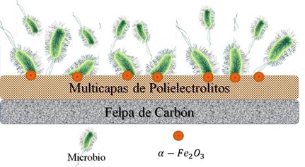 Mecanismo de
transferencia de electrones de las bacterias al ánodo al
utilizar polielectrolitos/α-Fe2O3 