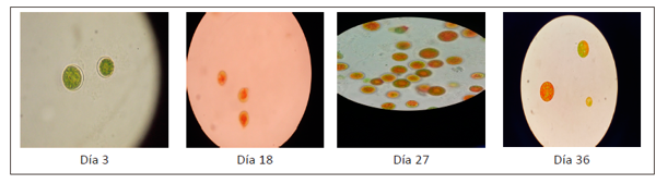 Morfología con tratamiento de nitrógeno al 5,0 % (40X)