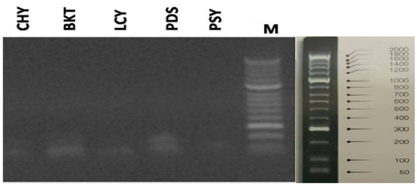 Expresión de genes en el control