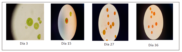 Morfología del tratamiento con nitrógeno al 4,0 % (40X)