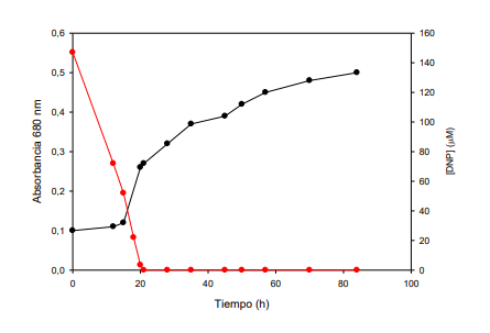 Degradación anaerobia de 2,4-DNP (puntos
rojos) por Rhodobacter capsulatus 

B10S en medios con glutamato.
Cinética de crecimiento (puntos negros).