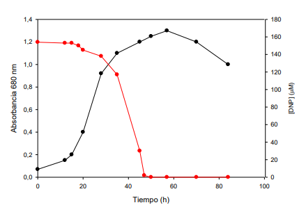 Degradación anaerobia de 2,4-DNP (puntos
rojos) por Rhodobacter capsulatus 

B10S en condiciones diazotróficas. Cinética de crecimiento (puntos negros).