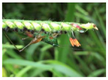 C. angustifrons alimentandose de B. brizantha